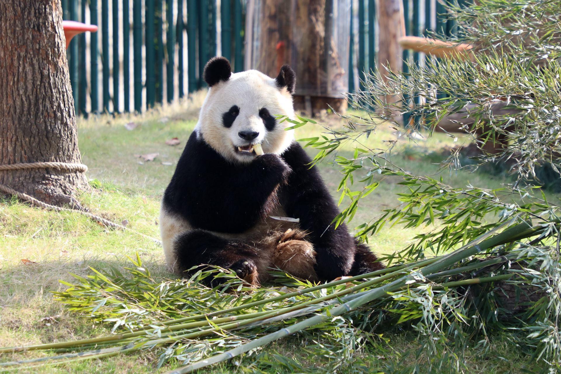 Shanghai Wild Animal Park