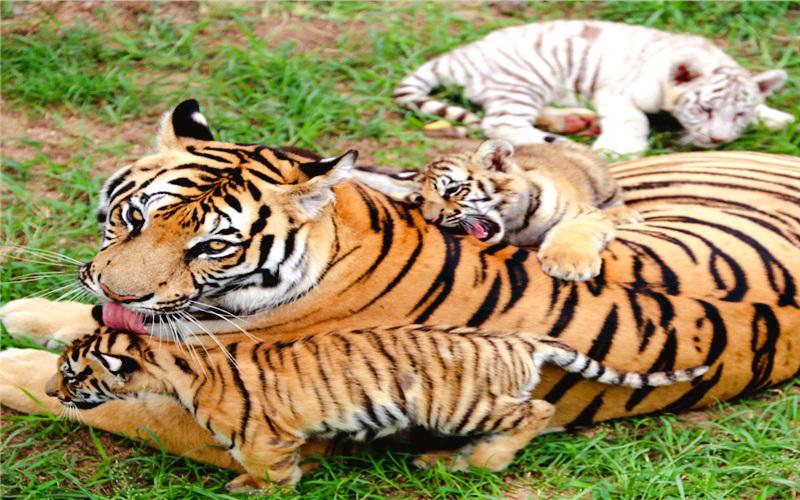 Shendiao Wild Animal Nature Reserve