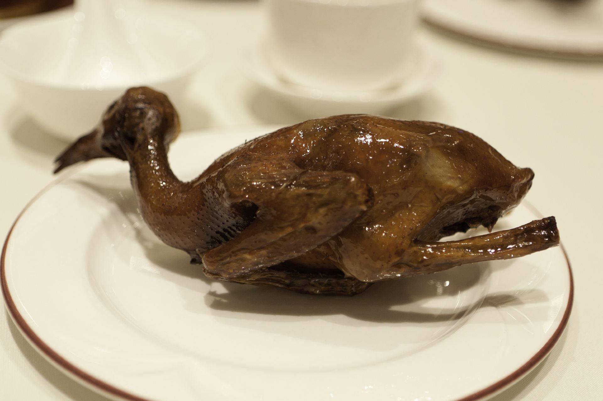 Squab